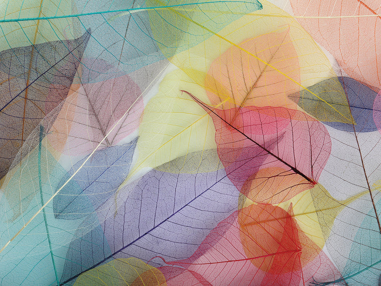 Hojas de colores de cristal Lienzo