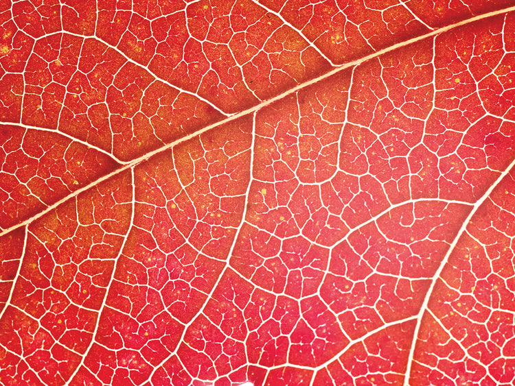Detalles de la hoja de arce roja Lienzo