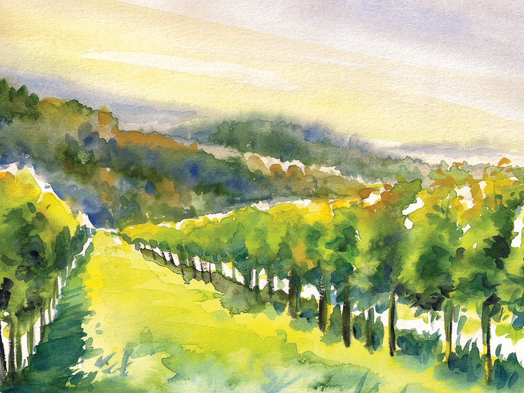 Viñedo de vides de verano Lienzo