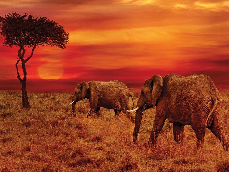 Elephant Sunset Stroll