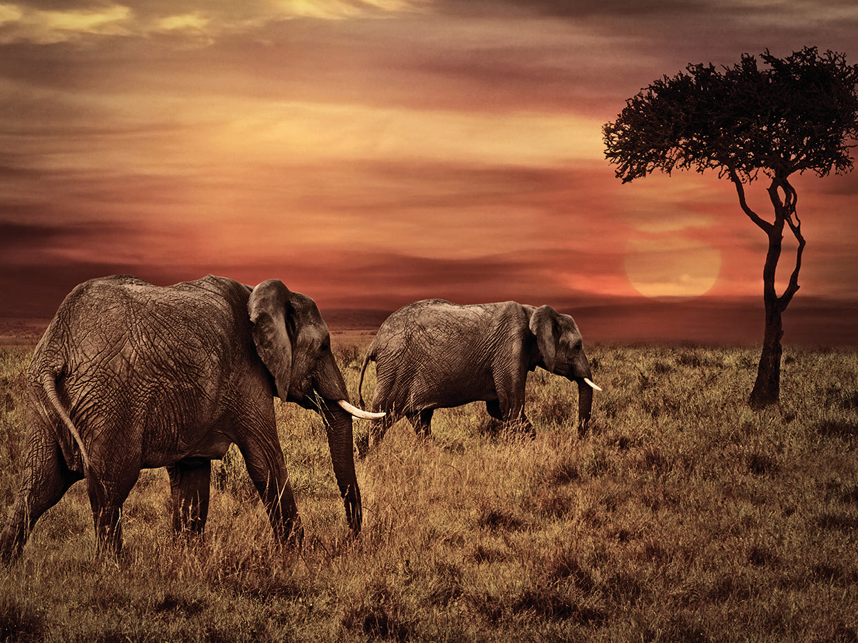 Primera cita de elefante Lienzo