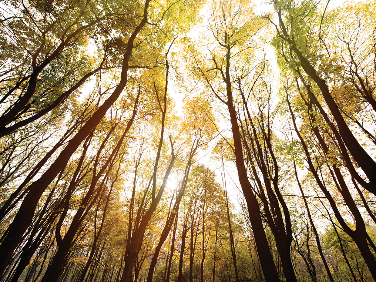 Reaching for the Sun