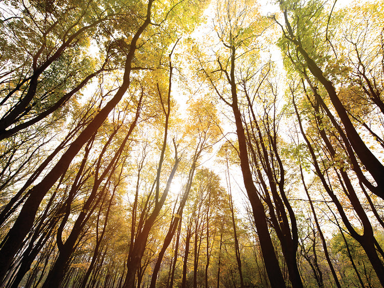 Reaching for the Sun