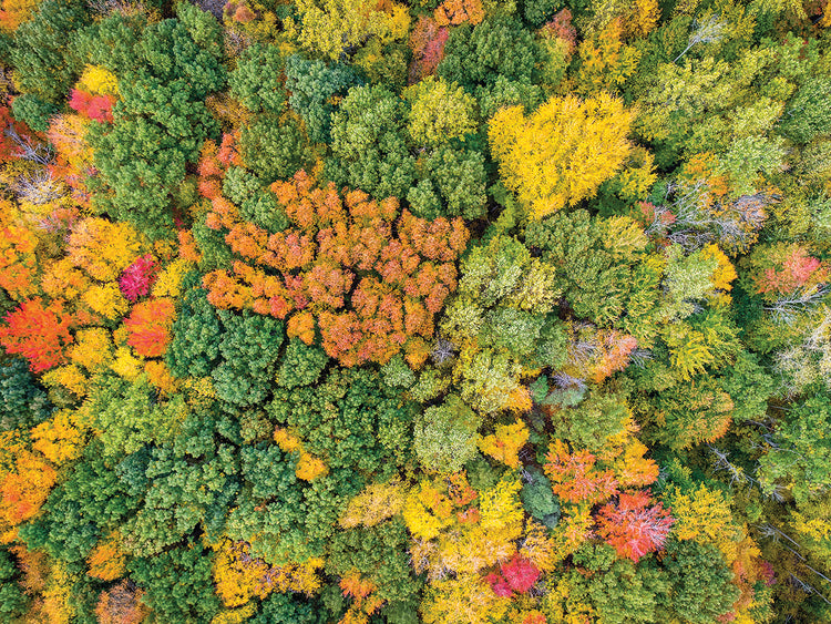 Flying High Michigan Colors