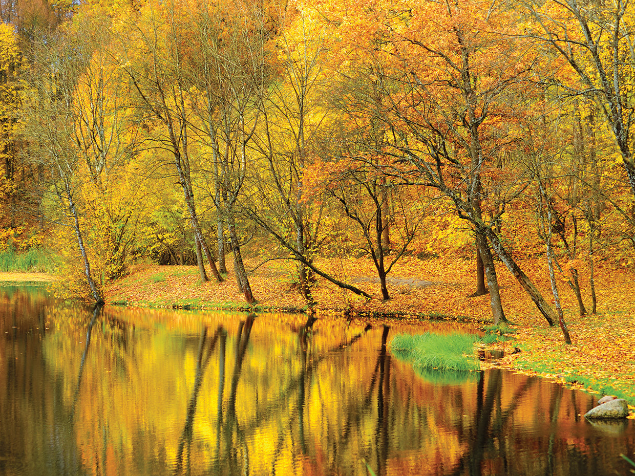 Vilnius Autumn Pond