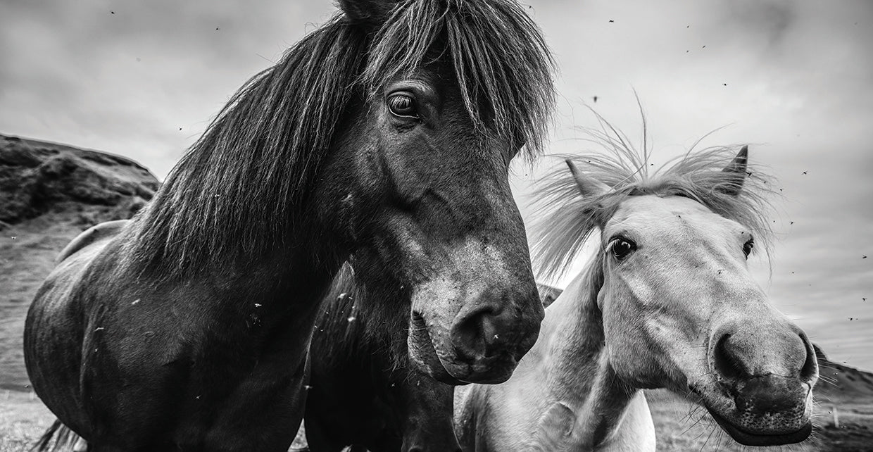 Iceland Pony Pair