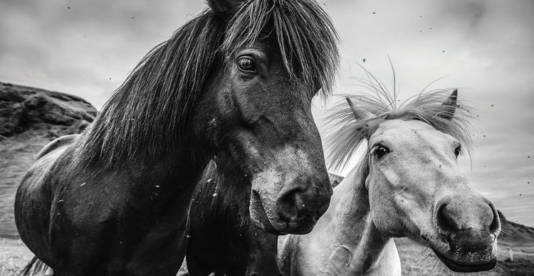 Par de ponis de Islandia Lienzo