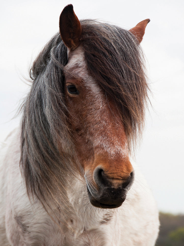 Caballo de la teoría del Big Bang Lienzo