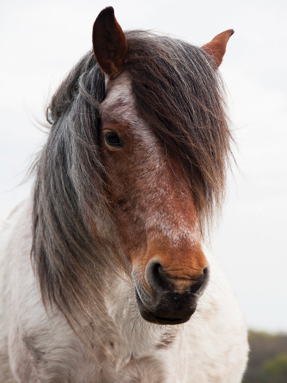 Big Bang Theory Horse
