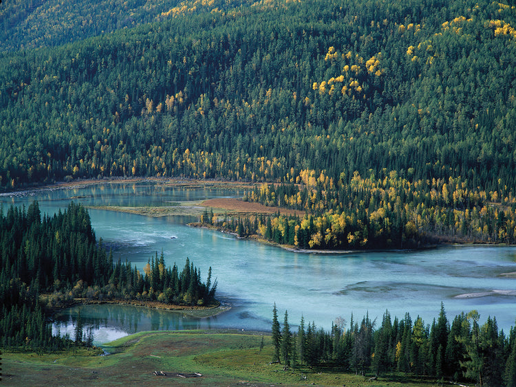 Lienzos Bosque del río antiguo