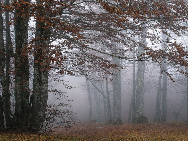 Autumn Paintings
