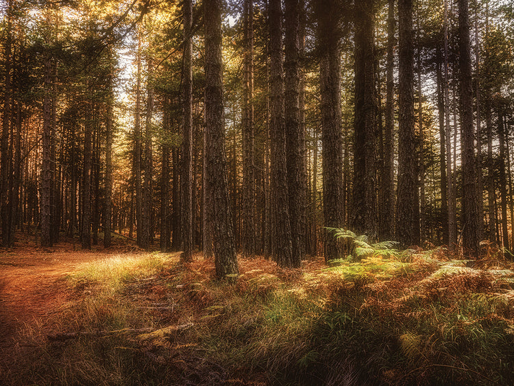 Pintura de un bosque Lienzo