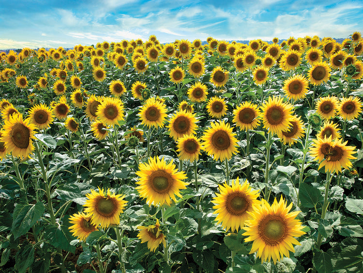 Cotona Girasoles #1 Lienzos