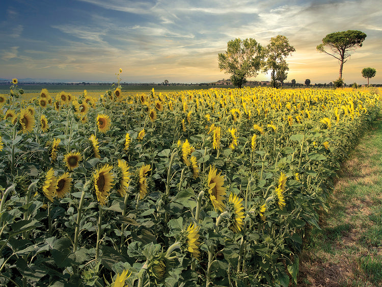 Cotona Girasoles #3 Lienzos