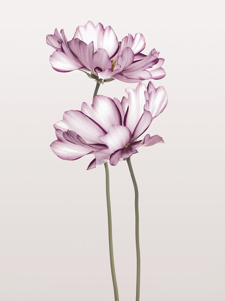 Cosmos 2 Lienzos