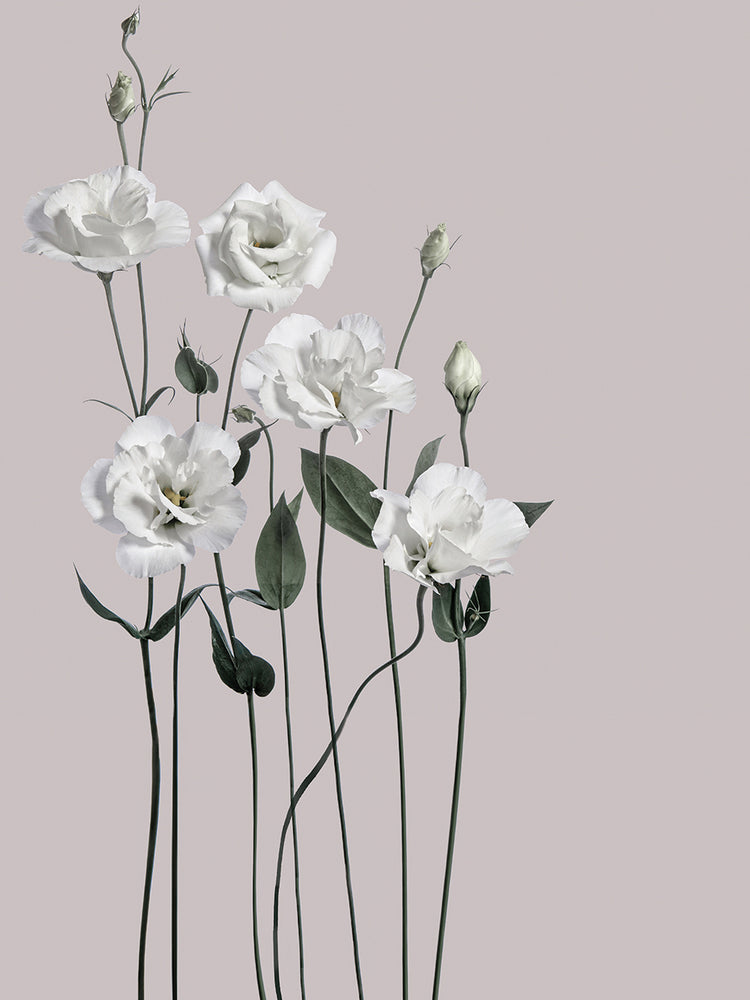 Flor 1 Lienzos
