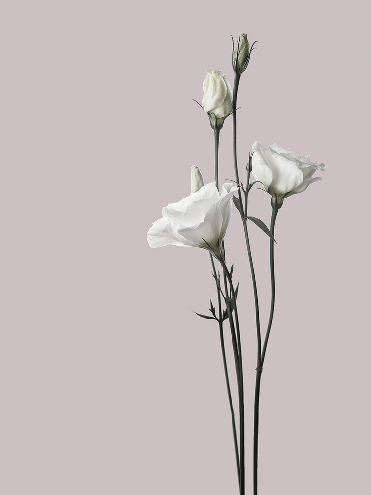 Flor 2 Lienzos