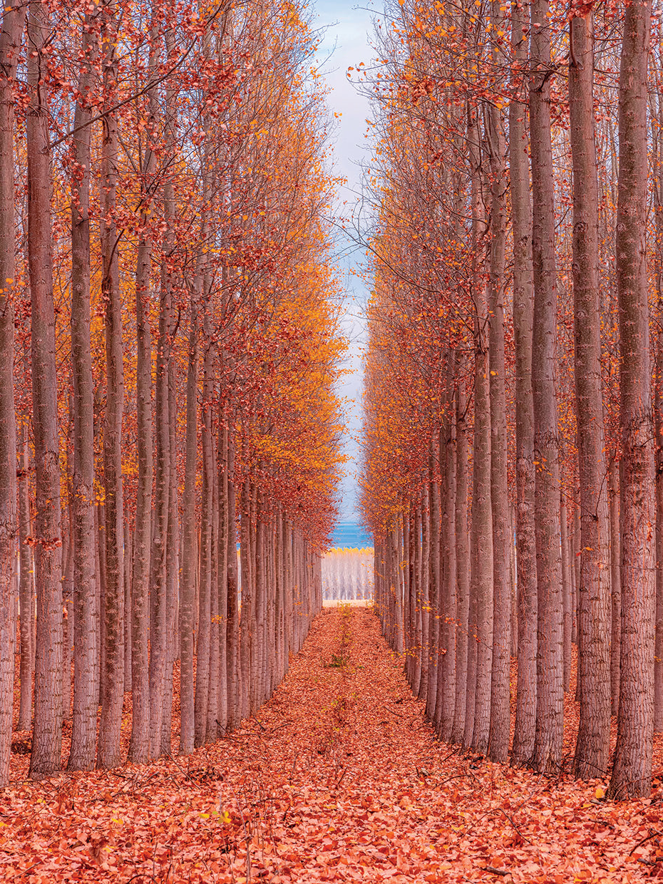 Tree Farm