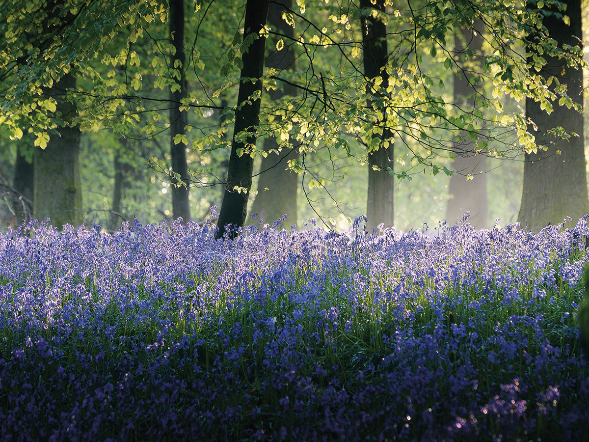 Last of The Bluebells