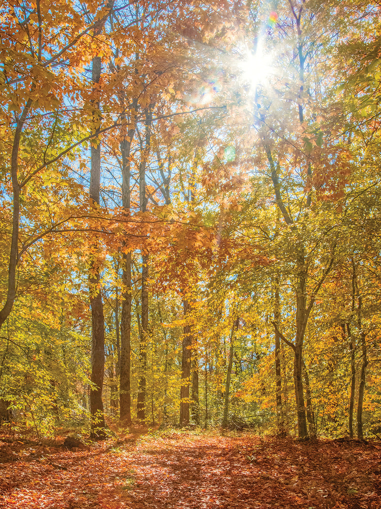 Autumn Forest