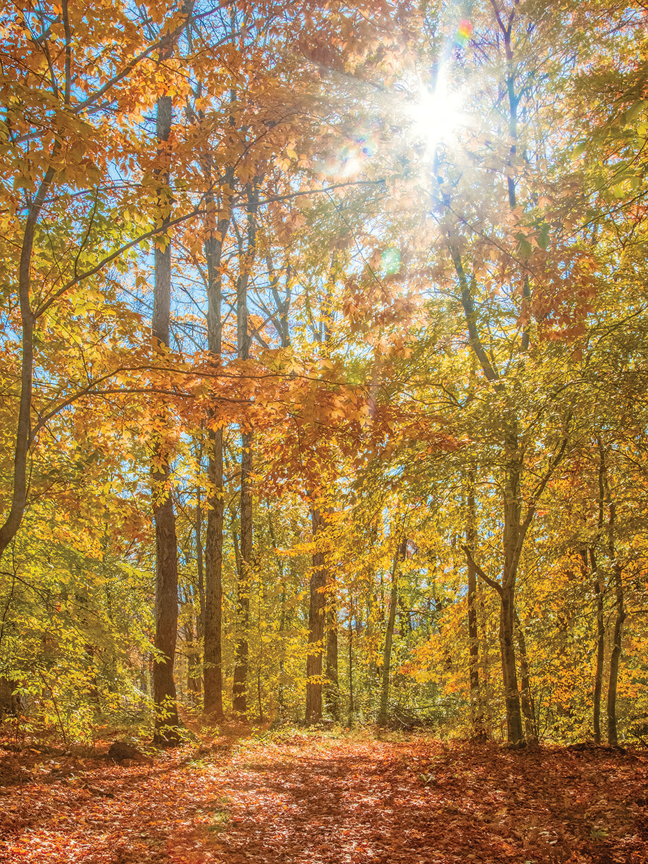 Autumn Forest