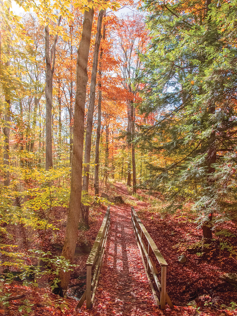 Forest Bridge