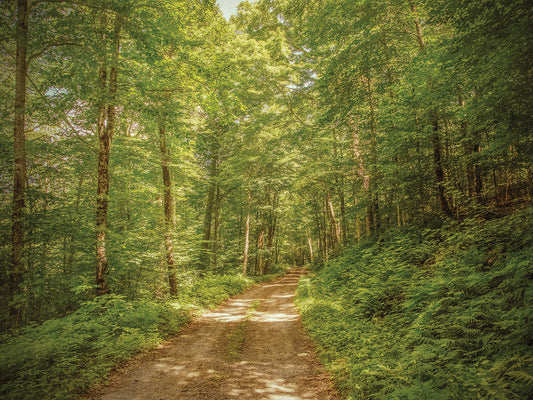 Forest Road Canvas Art