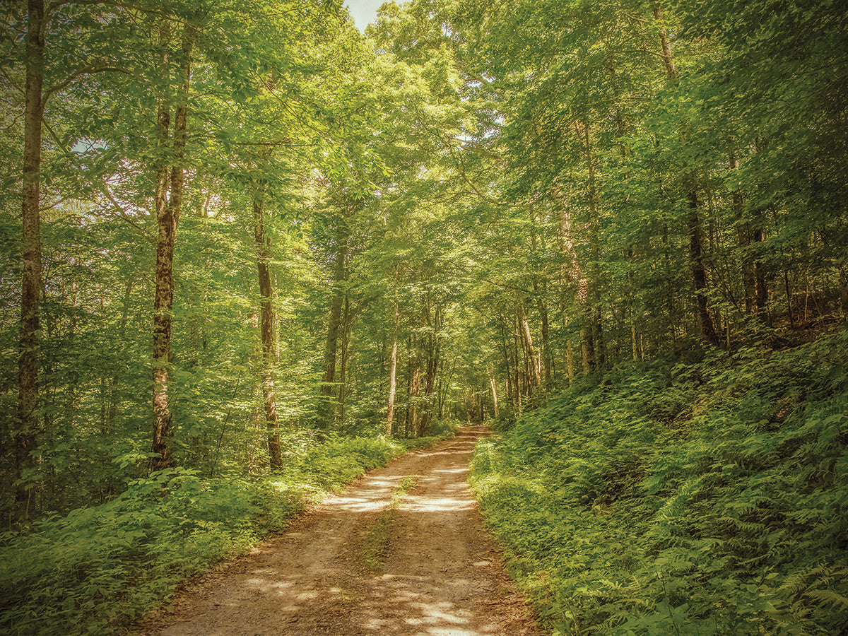 Forest Road