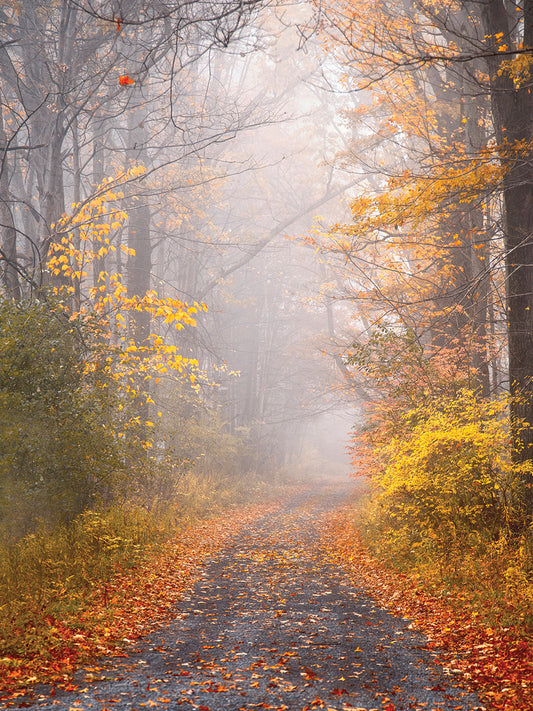 Road and Autumn Mist Canvas Art