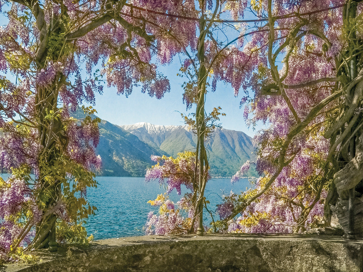 Wisteria and Mountains – Lago di Como