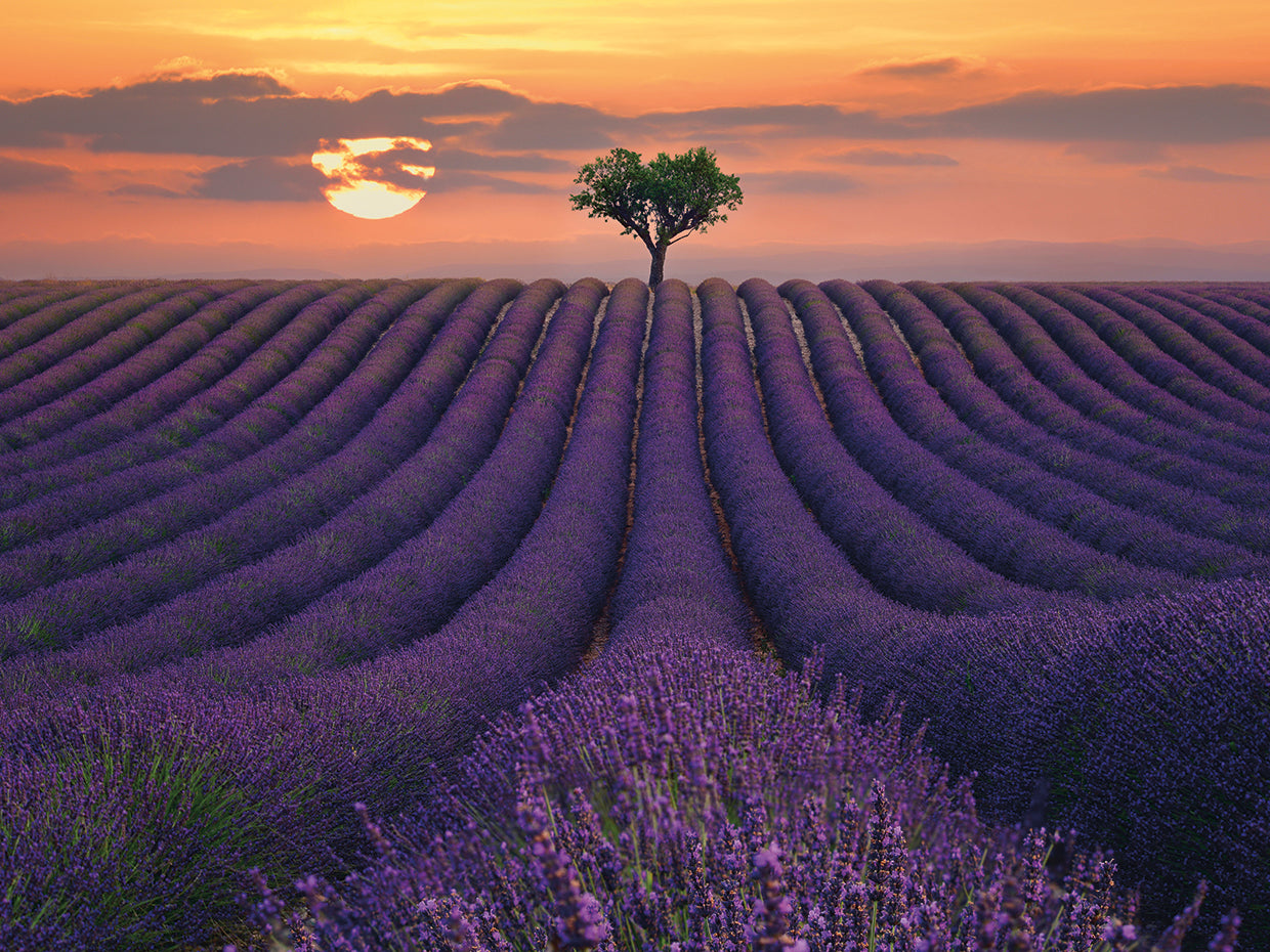 For the Love of Lavender