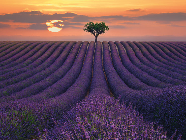 For the Love of Lavender