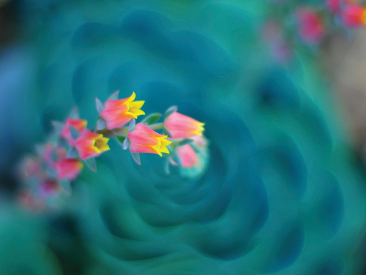 Rosularia