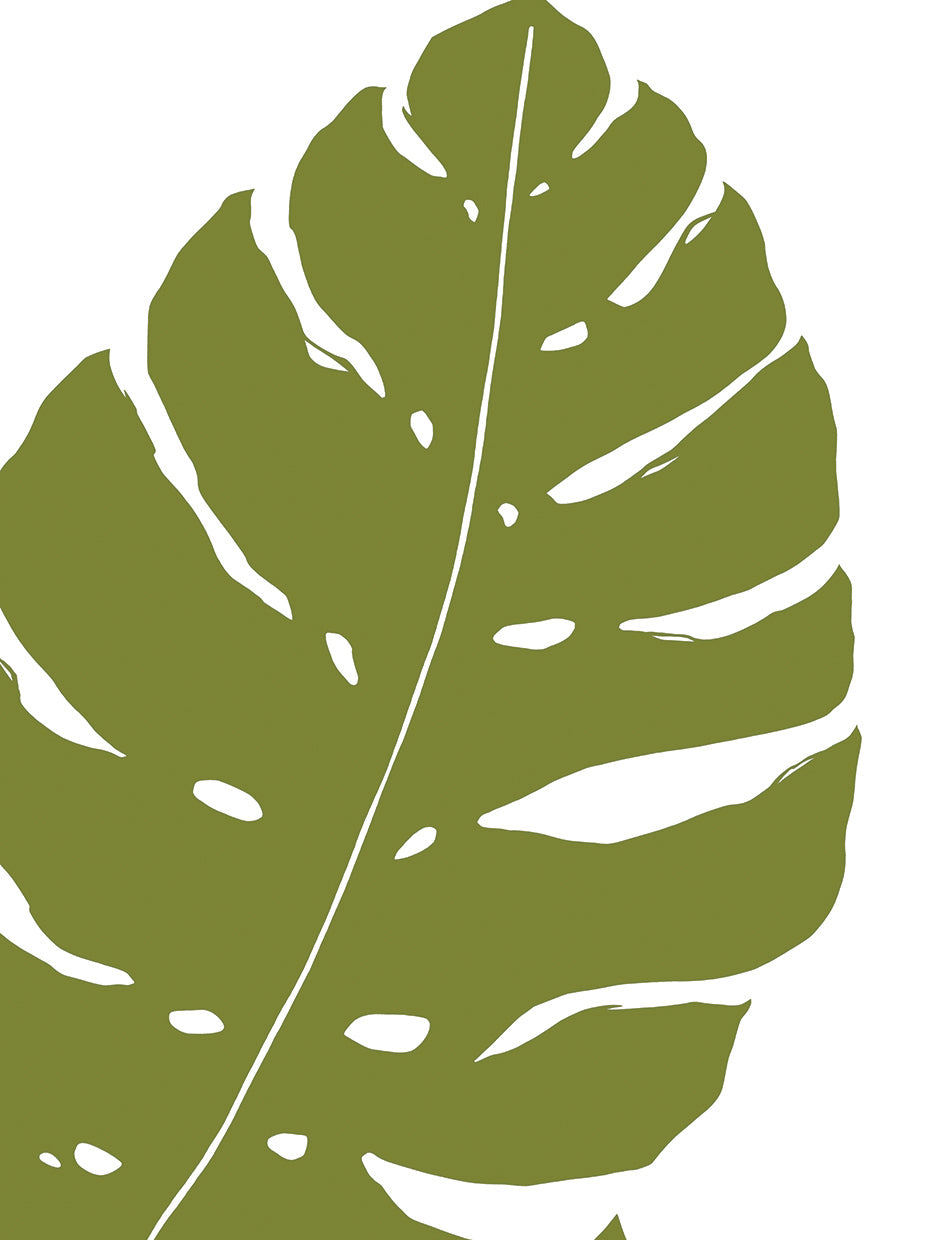 Monstera