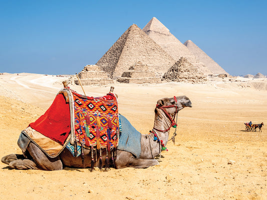 Camel Resting by the Pyramids, Giza, Egypt