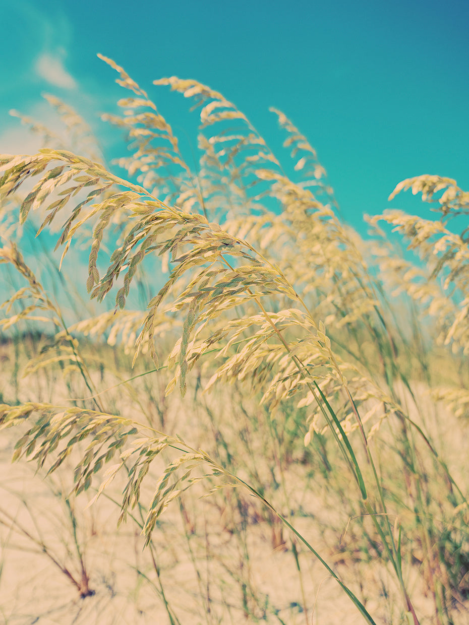 Sea Oats
