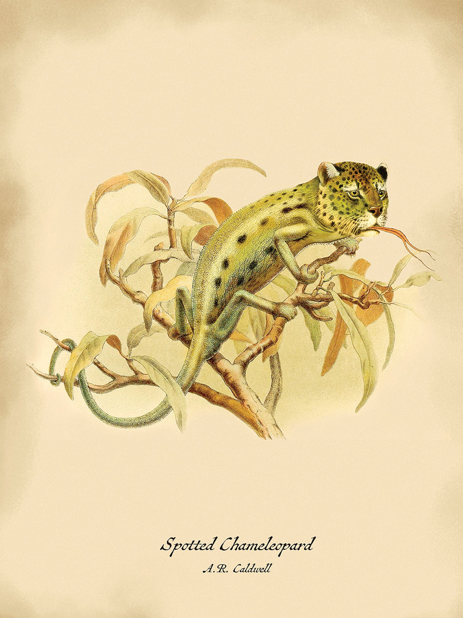 Chameleopard