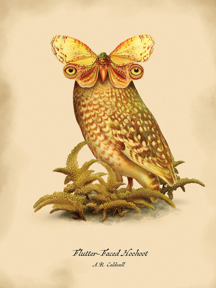 Hoohoot Lienzo