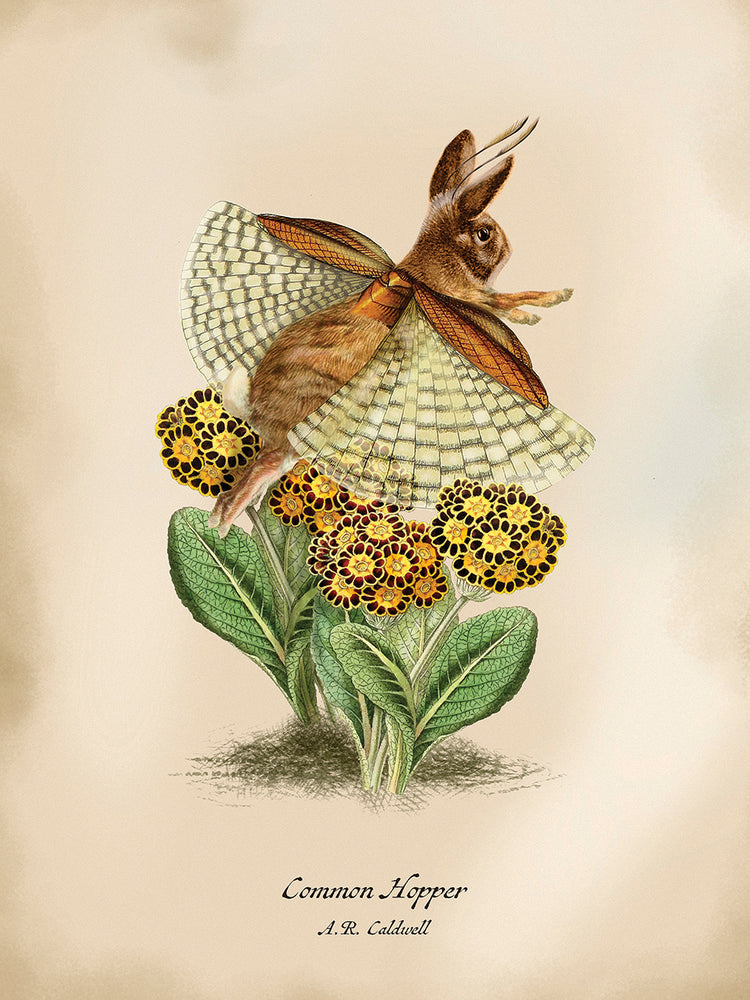 Tolvas Lienzo
