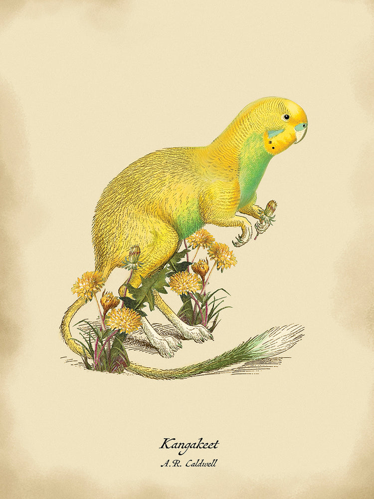 canguro Lienzo