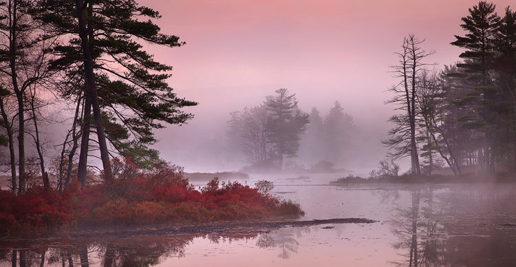 Pink Fog