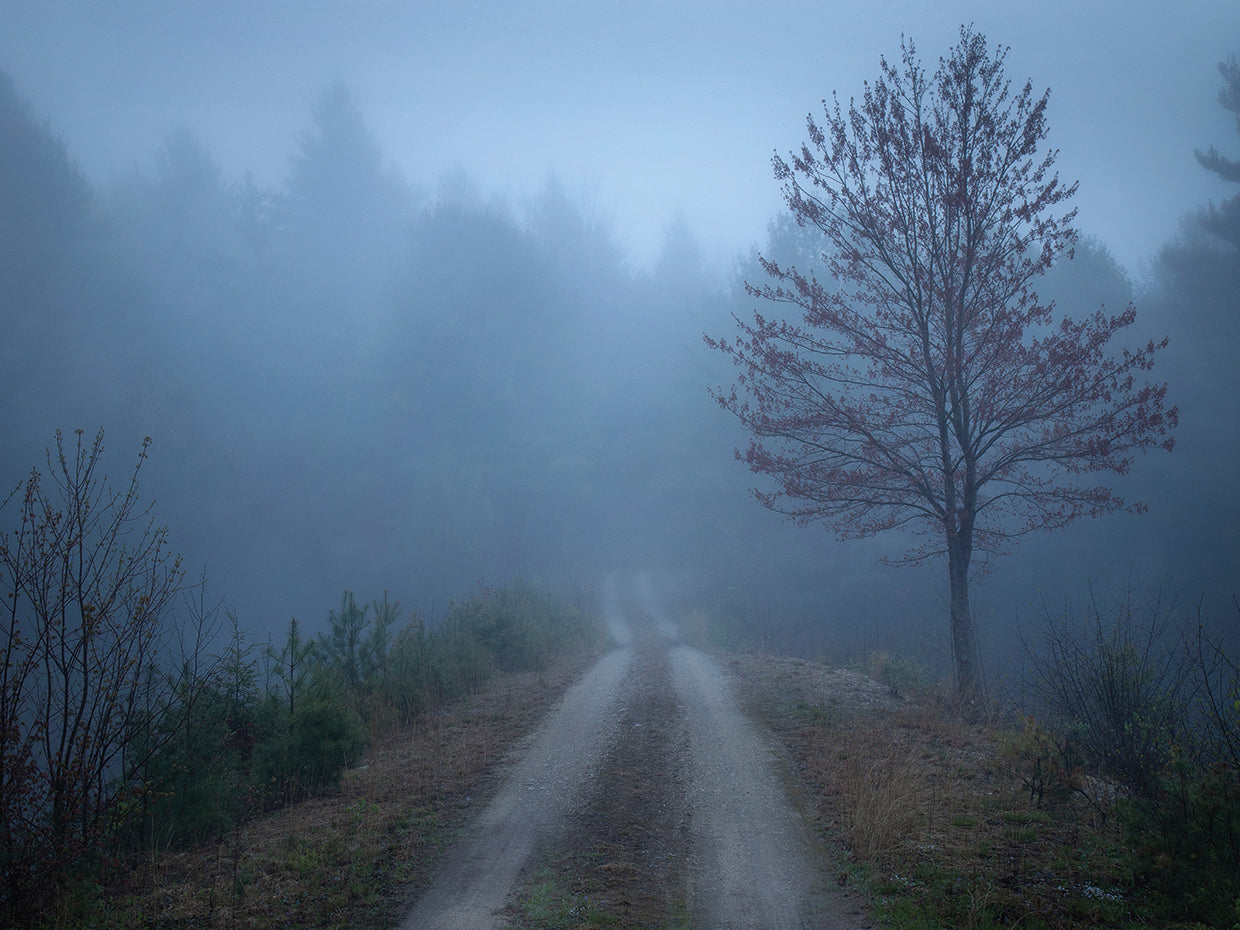 Spring Fog