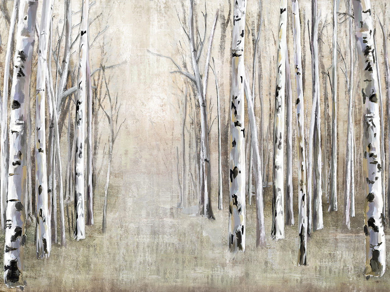 Birch Tree Path