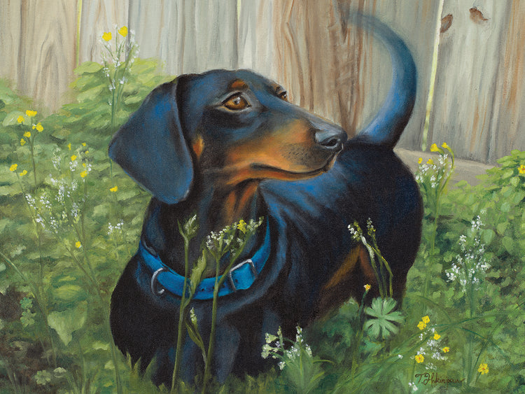 Dachshund