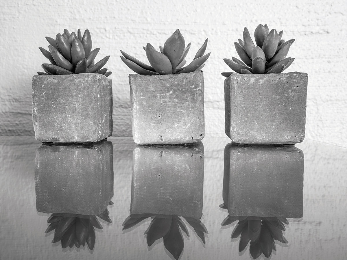 Potted Succulent