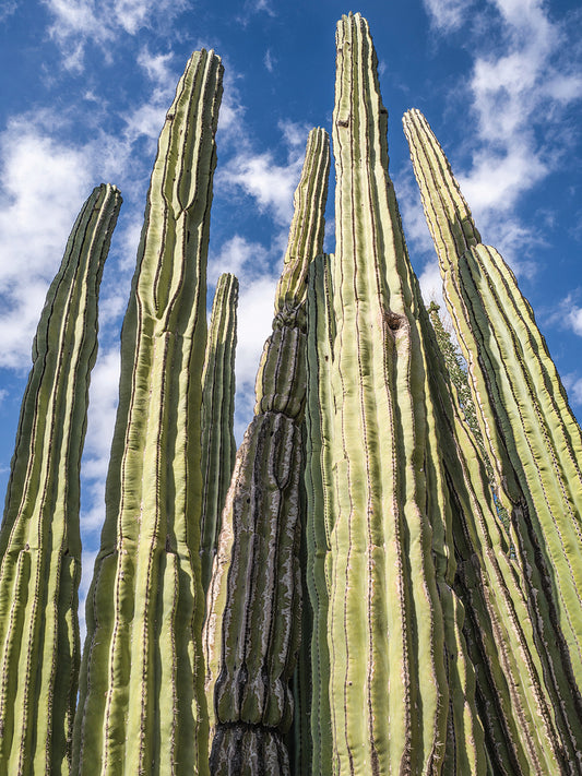 Tall Garden of Cactus Canvas Art