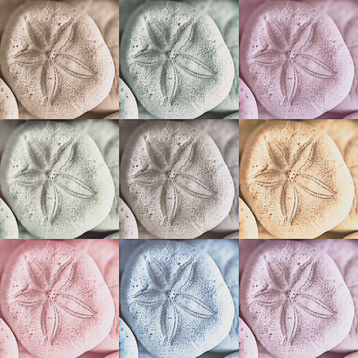 Harbor Sand Dollars