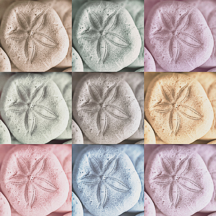 Harbour Sand Dollars Lienzo