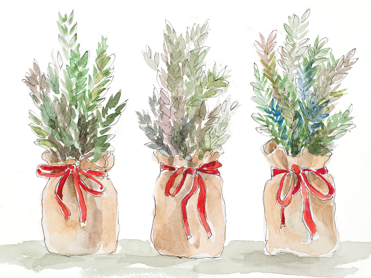 Spruce Wrapped in Burlap