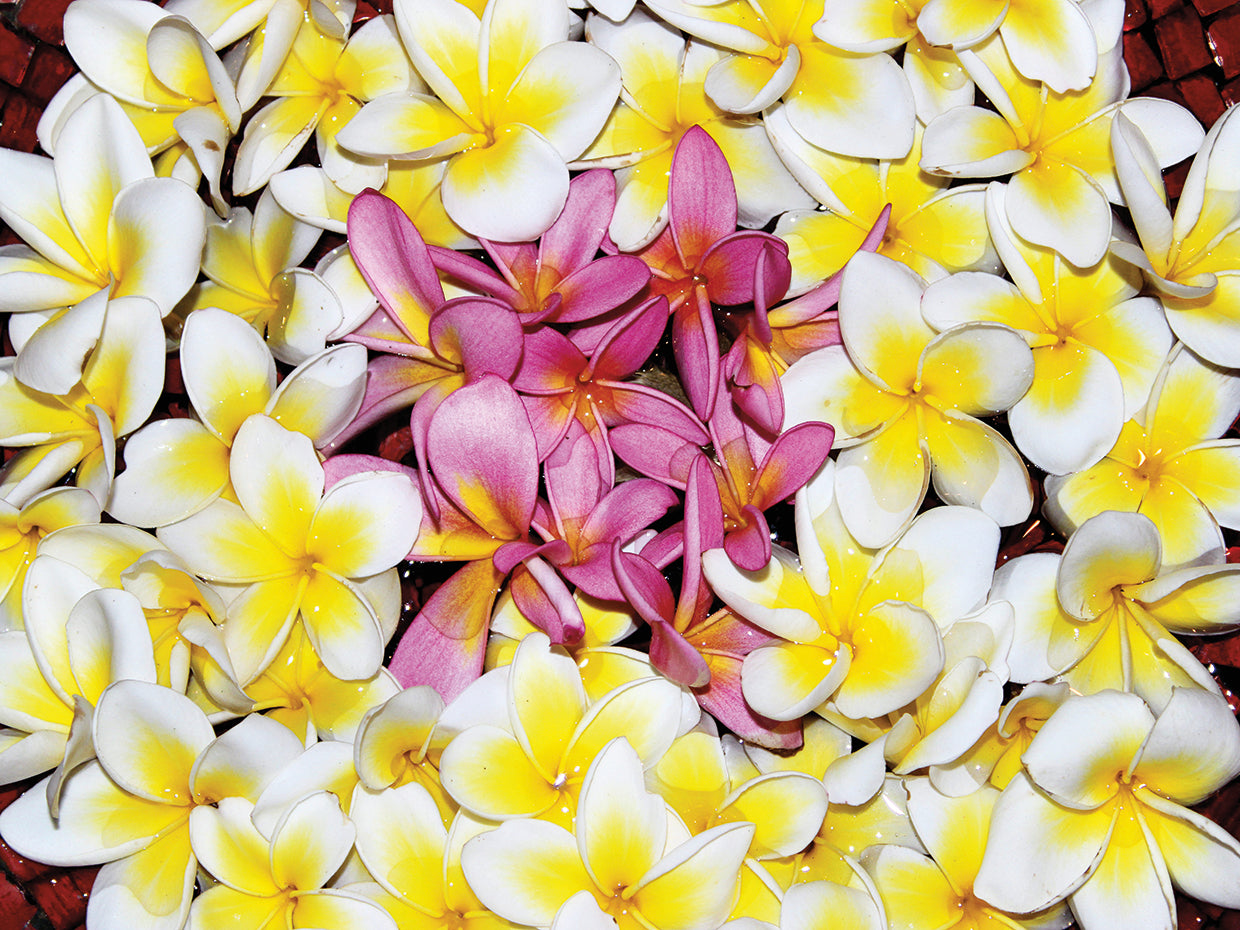 Floating Petals